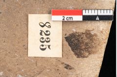 Foto (Detailansicht) von Sequoia hardtii Endl. (NHMW-GEO-2024-0188-8235)